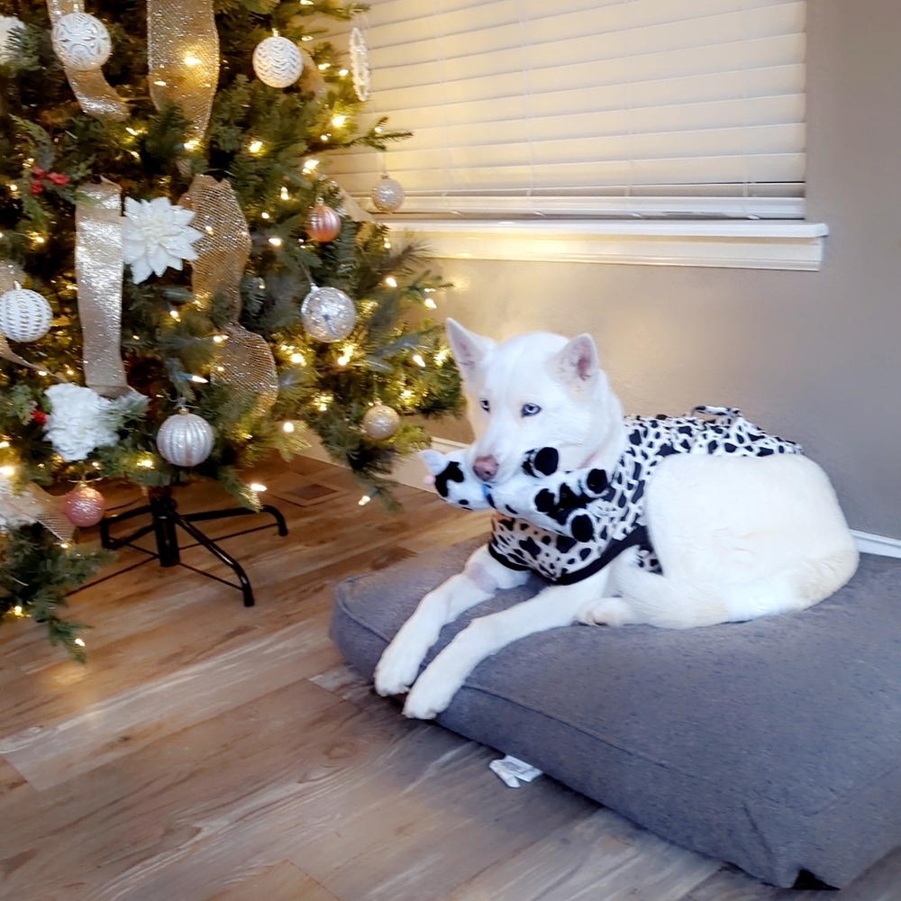Stylish Black and White Dog Sweater